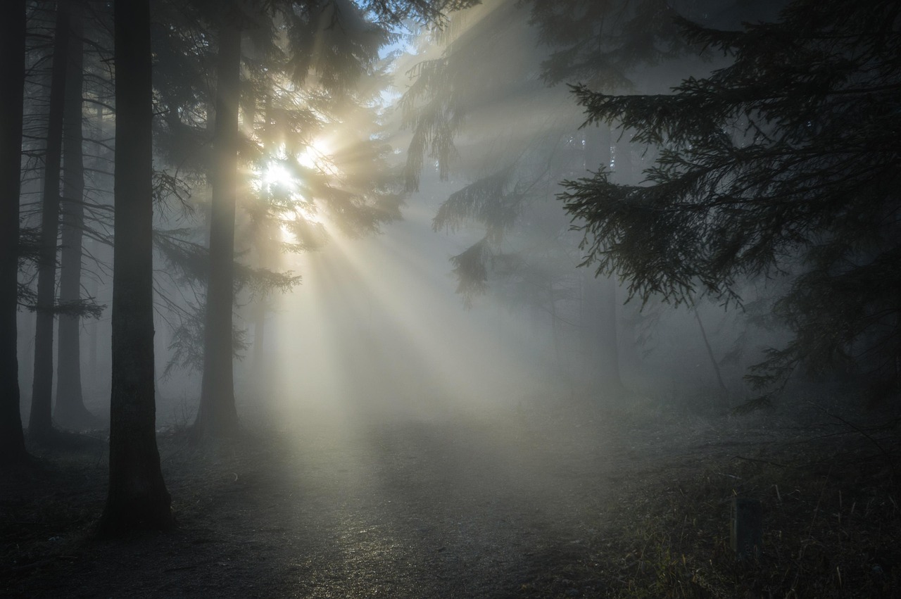 The Poem as a Place to Stand: Reading Mary Oliver Slowly